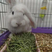 خرگوش لپ|موش و خرگوش|بندرعباس, |دیوار