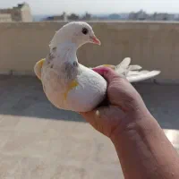 کفتر پرشی خال خوب|پرنده|نسیم‌شهر, |دیوار