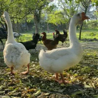 غاز|حیوانات مزرعه|نوشهر, |دیوار