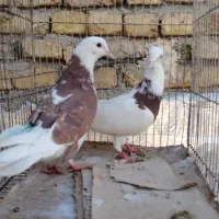 حدود ۲۲تا کبوتر ۱۵۰مفت