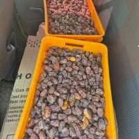 خرمای کبکباب|خوردنی و آشامیدنی|شیراز, خلیلی|دیوار