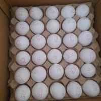 فروش تخم مرغ زرده طلایی قیمت مرغداری