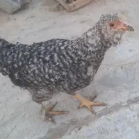 مرغ بومی،نیمچه خروس و مرغ بومی،گلین|حیوانات مزرعه|خمینی‌شهر, |دیوار