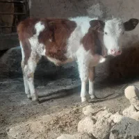 گوساله سمینتال