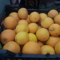 پرتقال تامسون پروآب وشیرین