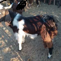 یه تروشت ب فروش میرسه