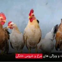 خروس حیوان پیدا شده