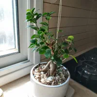 بن سای جینسینگ
