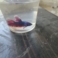 ماهی فایتر مینیاتوری رنگ خاص و پچه فلاور کینگ سایز|ماهی|قم, پردیسان|دیوار