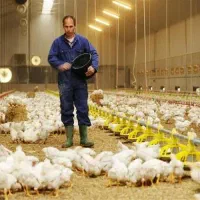 کارگر مرغداری هستم نیازمندکار