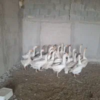 قوغاز