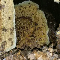 عسل وحشی ارگانیگ|خوردنی و آشامیدنی|سردرود, |دیوار