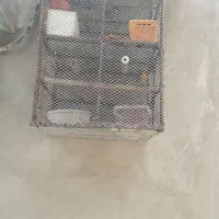 سهره قناره بخون بدون قفس  ۷۰۰تومن