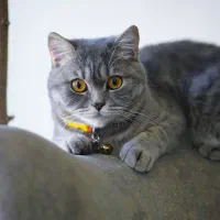 گربه اسکاتیش