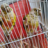 پرنده گرینجیک دوعدد6تومن