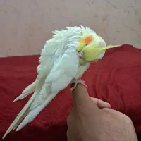 عروس هلندی لوتینو|پرنده|قم, حنیف نژاد|دیوار