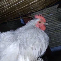 پرنده.مرغ وخروس