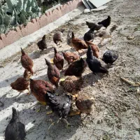 خروس و مرغ نژاد ذولفقاری