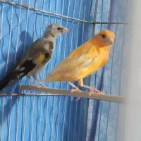 سهره .قناری.|پرنده|شیراز, میانرود|دیوار