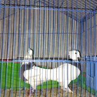 جفت طوقی سیاه عتیقه