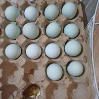 تخم مرغ آرکانا و گلین