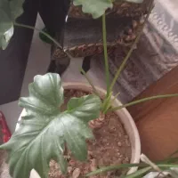 گیاه|گل و گیاه طبیعی|ری, دولت‌آباد|دیوار