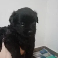 سگ پا کوتاه|سگ|بندر انزلی, لیچارگی حسن رود|دیوار