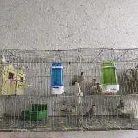 فنچ نرگسی شکلاتی