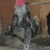 خروس گلین طوسی خال سفید فول