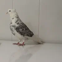 کبوتر|پرنده|هیر, |دیوار