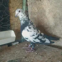 سوسکی سیاه کرمانی