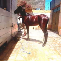 نریون ترکمن