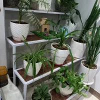 استند ۴ پله|گل و گیاه طبیعی|قدس, شهر‌قدس|دیوار