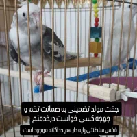 عروس هلندی|پرنده|گنبد کاووس, |دیوار