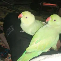 طوطی ملنگو|پرنده|جیرفت, |دیوار