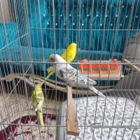 ۵ عدد مرغ عشق یکجا میفروشم نر و ماده|پرنده|نسیم‌شهر, |دیوار