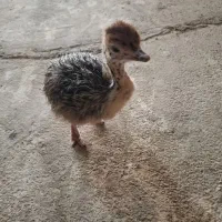 جوجه شتر مرغ از ۷ روزه داریم تا سه ماه