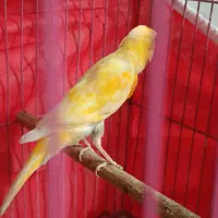 معاوضه قناری لاکی نر باسبز چمنی ماده