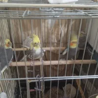 عروس هلندی سخنگو|پرنده|رباطکریم, نصیرشهر|دیوار