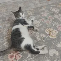 واگذاری گربه خانگی|گربه|بندر انزلی, مسکن مهر|دیوار