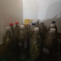 خیارشور رسیده