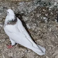 کبوتر دوبر وطوقی کمری|پرنده|اردبیل, |دیوار