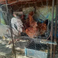 مرغ محلی  ۶ ماهه