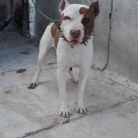 سگ پیتبول نر|سگ|دورود, |دیوار