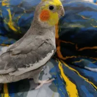 عروس هلندی نر ۷ ماهه