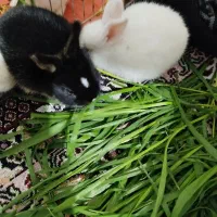 خرگوش|موش و خرگوش|یزد, |دیوار