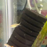 انواع تترا، میگو|ماهی|دوگنبدان, |دیوار