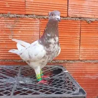 کفتر سوسکی کاکولی نر