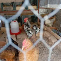 خروس کوشین اصلی