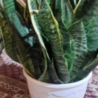 گلهای خانگی|گل و گیاه طبیعی|رشت, تازه آباد|دیوار